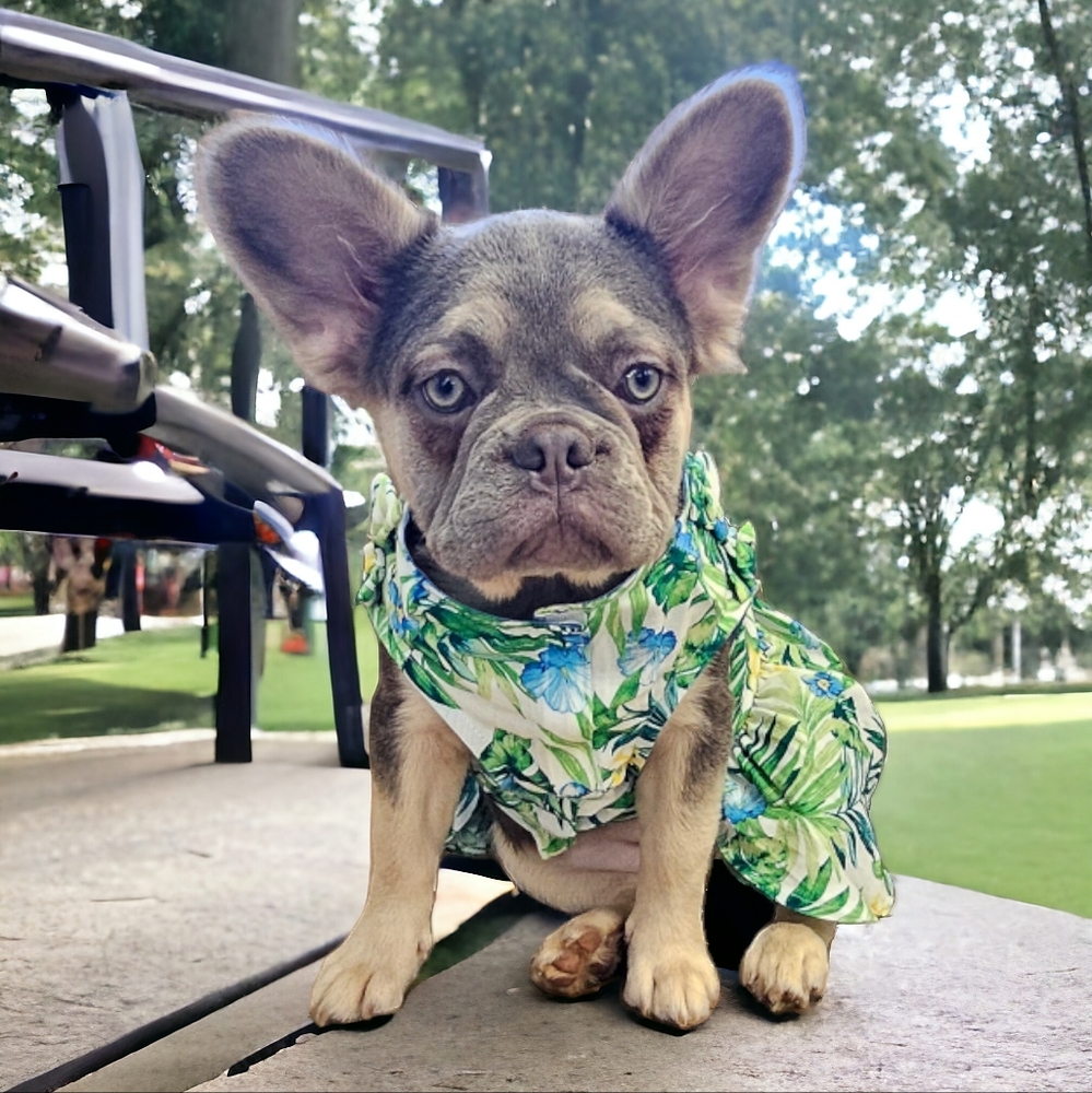 Tommy Bahama Pet Dog Puppy Dress